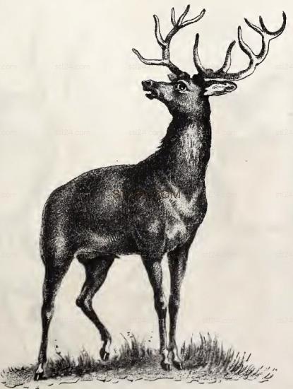 ANIMAL_0223